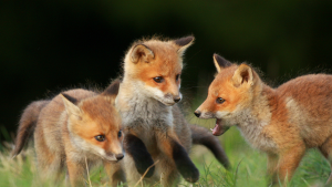 Exploring Wildlife S